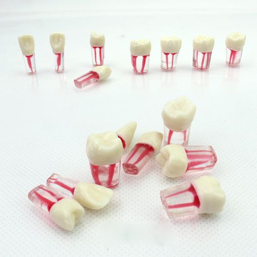 enovo颐诺口腔科根管离体牙模型牙体牙髓学 根管充填制备8个牙位